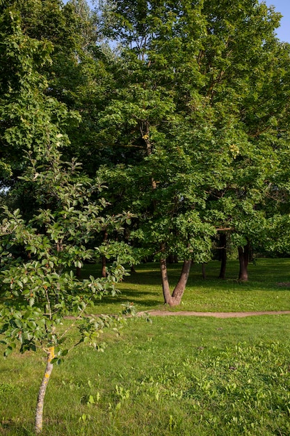 Árvores de folha caduca crescendo no parque no verão