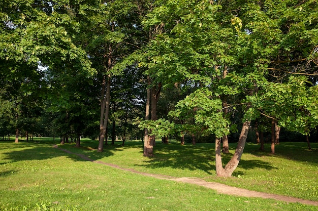 Árvores de folha caduca crescendo no parque no verão