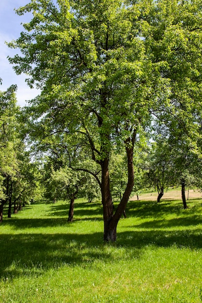 Árvores de folha caduca crescendo no parque no verão