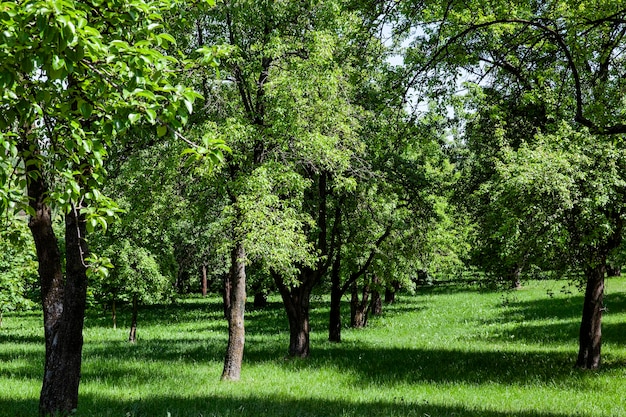 Árvores de folha caduca crescendo no parque no verão