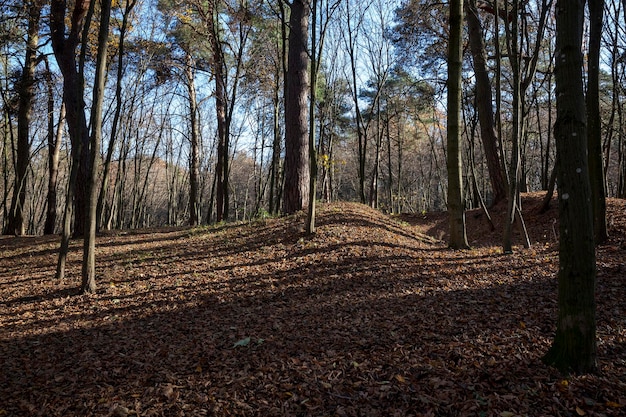 Árvores de folha caduca durante a queda das folhas no outono