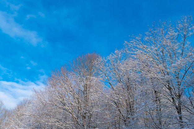 Árvores de folha caduca geladas na floresta de neve no inverno em direção ao céu no céu azul