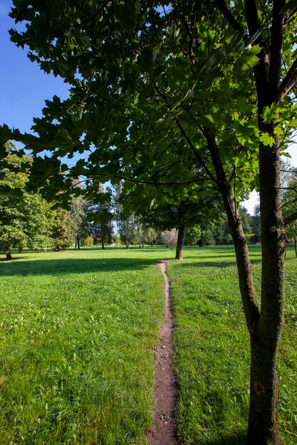 Árvores de folha caduca na primavera com folhagem verde