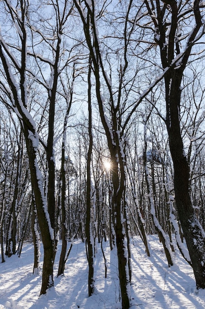 Árvores de folha caduca no inverno após uma queda de neve