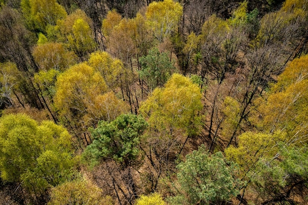 Árvores de folhagem coloridas na vista aérea de drone da floresta de primavera