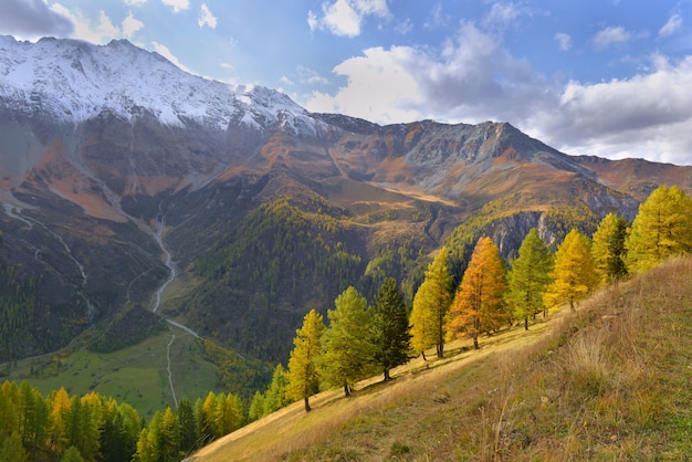 Árvores de folhagem outonal em uma bela montanha alpina