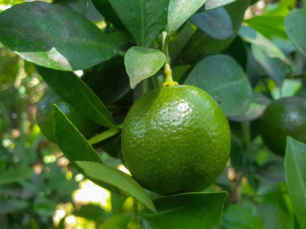 Árvores de frutas cítricas na área do jardim