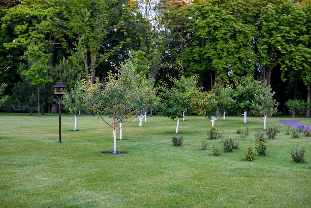 Árvores de fruto verdes no parque.