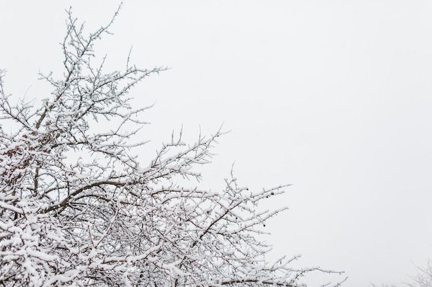Árvores de galhos incríveis com neve em um dia gelado de inverno