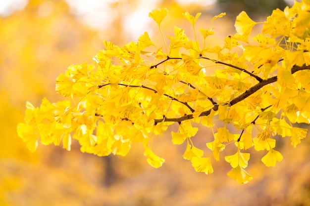 Árvores de ginkgo Outono