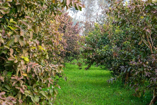 Árvores de goiaba em um jardim tropical orgânico Jardim de goiaba com um grande número de plantas de goiabeira agricultura