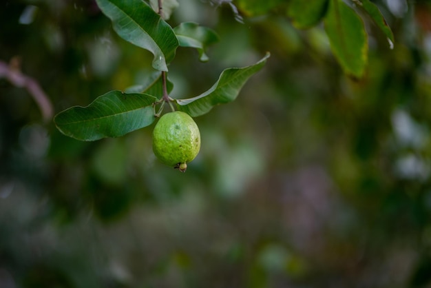 Árvores de goiaba em um jardim tropical orgânico Jardim de goiaba com um grande número de plantas de goiabeira agricultura