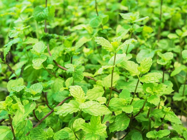 Árvores de hortelã-pimenta vegetais verdes ervas orgânicas com plantas de árvore de hortelã no jardim.