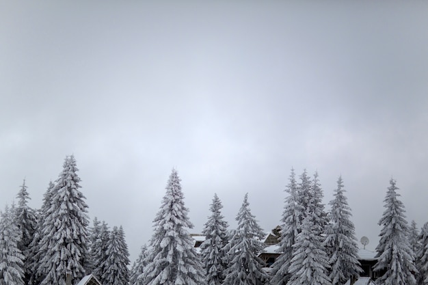 Árvores de inverno cobertas de neve