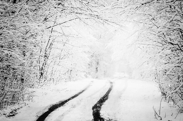 Árvores de inverno coberto de neve e estrada Inverno preto e branco