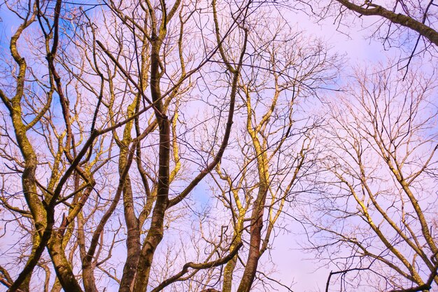 Árvores de inverno contra o céu