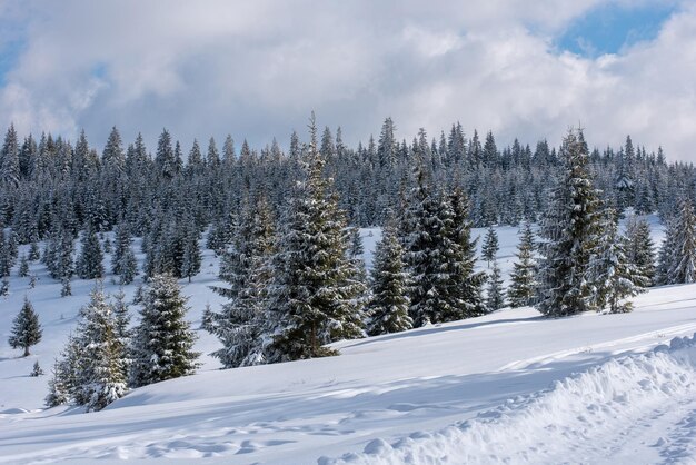 Árvores de inverno em montanhas cobertas de neve fresca