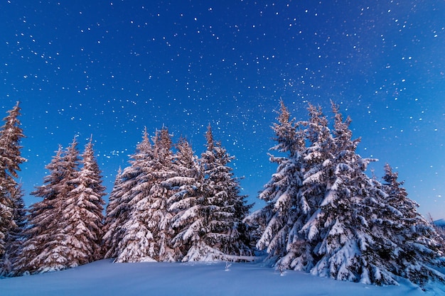 Árvores de inverno nas montanhas cobertas de neve fresca