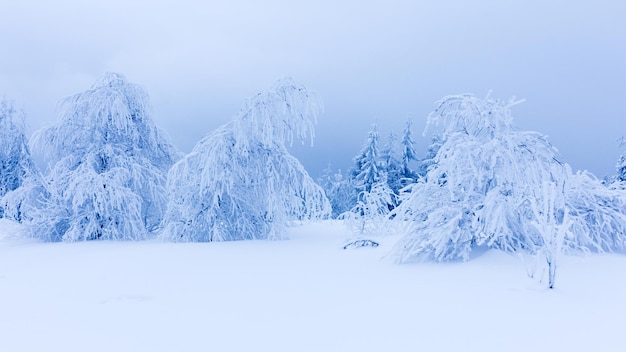 Árvores de inverno nas montanhas cobertas de neve fresca