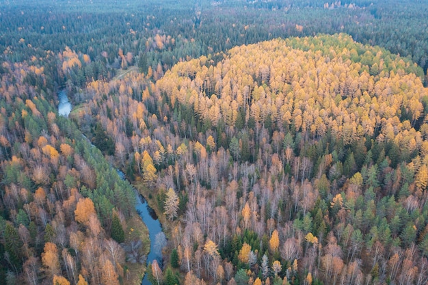 Árvores de larício amarelo e Rio Roshinka no bosque Lindulovskaya no outono, vista aérea superior do drone. Paisagem do norte com floresta