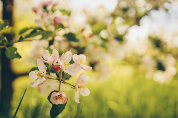 Árvores de maçã em flor no jardim belo papel de parede foto