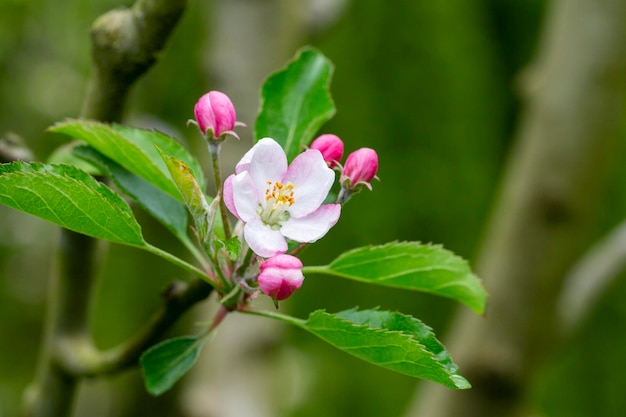 Árvores de macieiras floresceram fechadas de flores brancas e rosa de uma árvore frutífera em um galho em um fundo desfocado