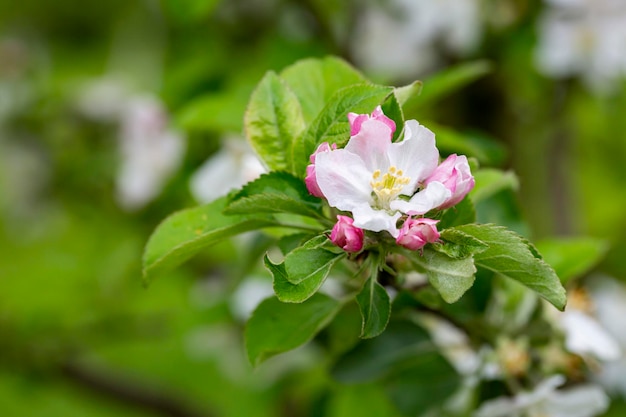 Árvores de macieiras floresceram fechadas de flores brancas e rosa de uma árvore frutífera em um galho em um fundo desfocado