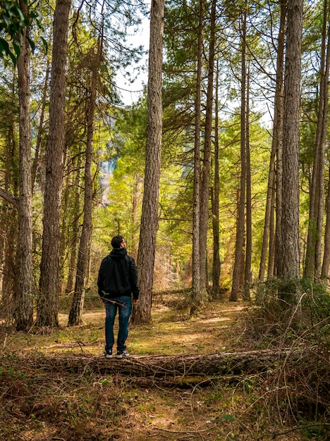 Árvores de montanha altas na Espanha com uma pessoa