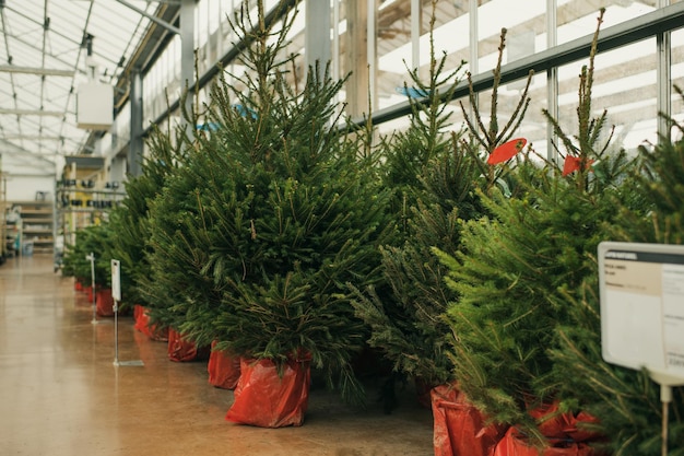 Árvores de natal à venda em uma loja