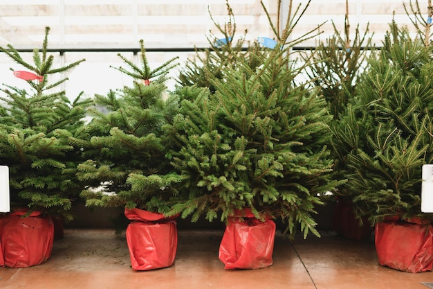 Árvores de natal em vasos vermelhos à venda em uma loja