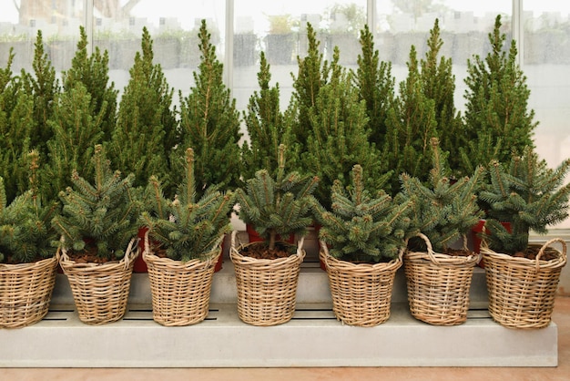 Árvores de Natal em vasos vermelhos à venda em uma loja