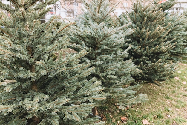 Árvores de Natal naturais em um mercado agrícola