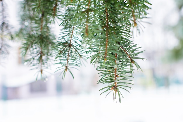 Árvores de Natal verde em um parque de inverno coberto de neve