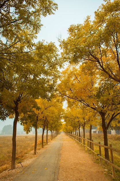 Árvores de outono alinhadas com a calçada
