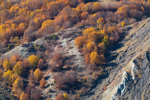 Árvores de outono amarelas na encosta de uma montanha