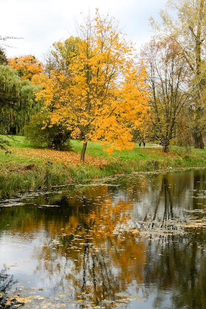 Árvores de outono amarelas no parque