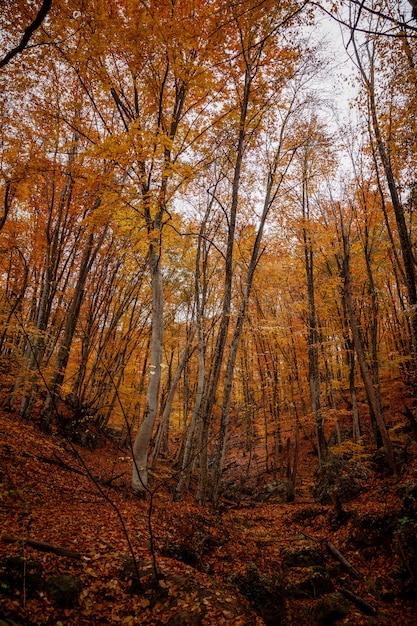 Árvores de outono amarelo na floresta em raine