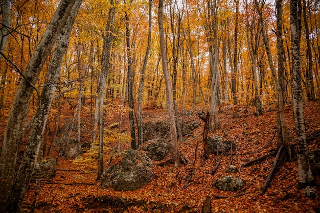 Árvores de outono amarelo na floresta em raine