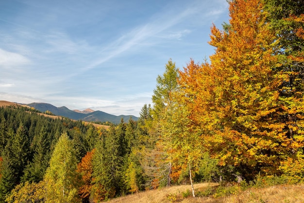 Árvores de outono coloridas nas montanhas Paisagem de floresta de montanha de outono Outono nas montanhas