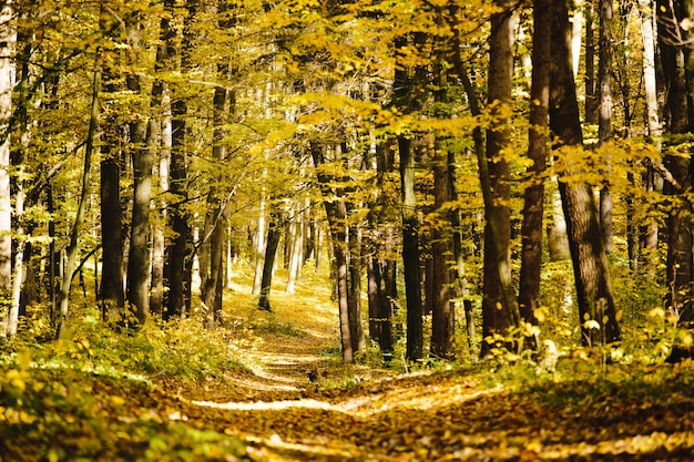 Árvores de outono na floresta com folhagem dourada e uma trilha que leva à floresta