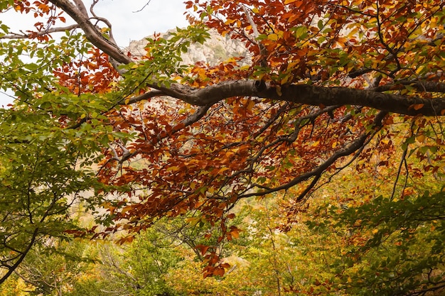 Árvores de outono na trilha pela cordilheira Demerdzhi, Crimeia