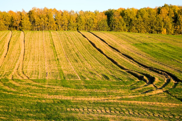 Árvores de outono perto do campo agrícola