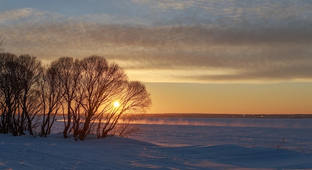 Árvores de paisagem de inverno à luz do sol brilha através dos galhos