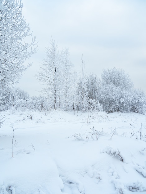 Árvores de paisagem de inverno na neve