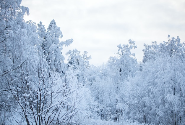 Árvores de paisagem de inverno na neve