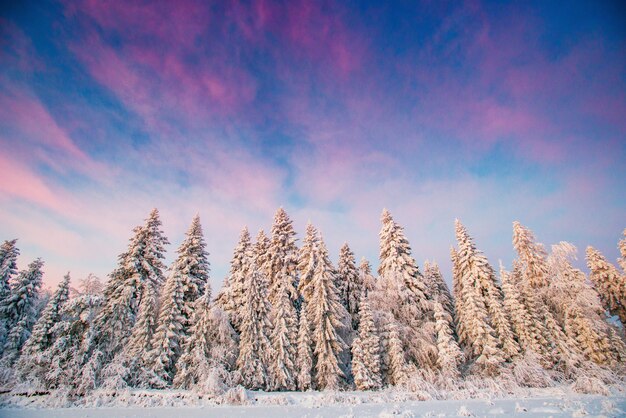 Árvores de paisagem de inverno no gelo