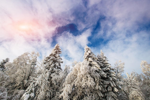 Árvores de paisagem de inverno no gelo