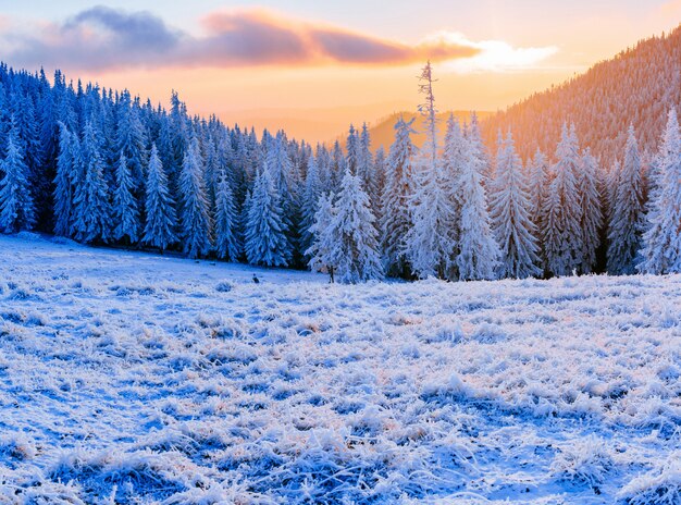 Árvores de paisagem de inverno no gelo