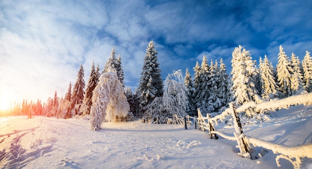 Árvores de paisagem de inverno no gelo