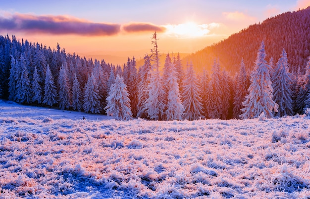 Árvores de paisagem de inverno no gelo